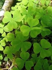 Oxalis