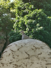 Streptopelia decaocto