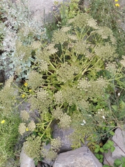 Daucus decipiens image