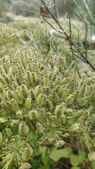 Daucus decipiens image