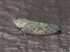 Paraphlepsius tennessus