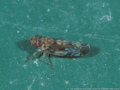 Scaphoideus opalinus