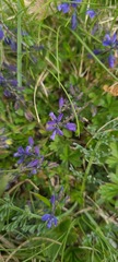 Polygala alpestris
