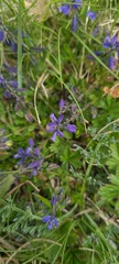 Polygala alpestris