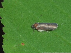 Synecdoche impunctata