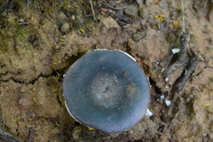 Russula parazurea
