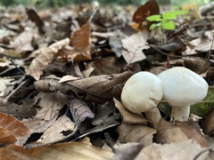 Hygrophorus