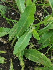 Helminthotheca echioides