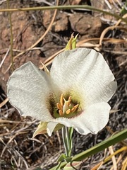 Calochortus howellii