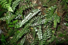 Pellaea rotundifolia