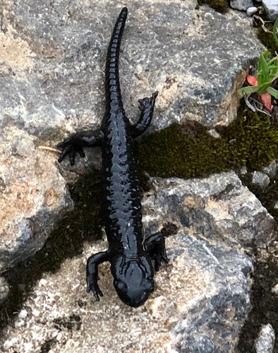 Black Salamander, Salamandra atra