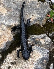 Salamandra atra