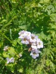 Phacelia bolanderi