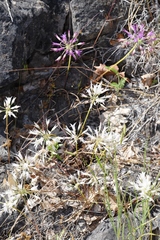 Allium acuminatum