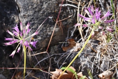 Allium acuminatum