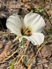 Calochortus howellii