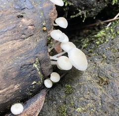Favolaschia manipularis