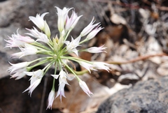 Allium acuminatum