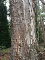 Eucalyptus amygdalina