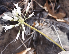 Allium acuminatum