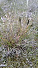 Enneapogon nigricans