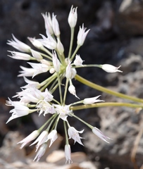 Allium acuminatum