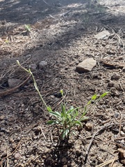 Boechera platysperma