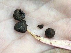 Eucalyptus amygdalina