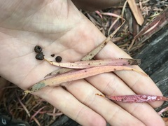 Eucalyptus amygdalina