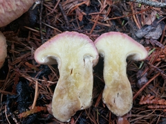 Suillus ochraceoroseus