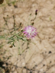 Centaurea arenaria