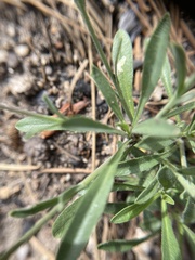 Boechera platysperma