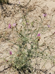 Centaurea arenaria