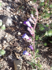Penstemon roezlii