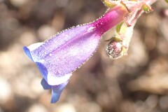 Penstemon roezlii