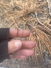 Boechera platysperma