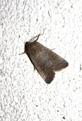 Hoplodrina blanda