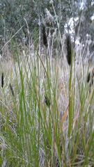 Enneapogon nigricans