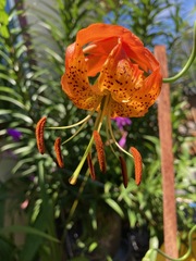 Lilium pardalinum vollmeri