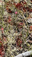 Drosera