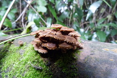 Psathyrella echinata