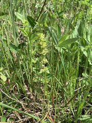 Cruciata glabra