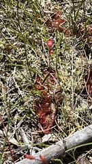 Drosera