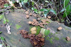 Psathyrella echinata