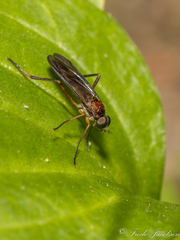 Dialysis fasciventris