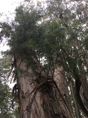 Eucalyptus amygdalina