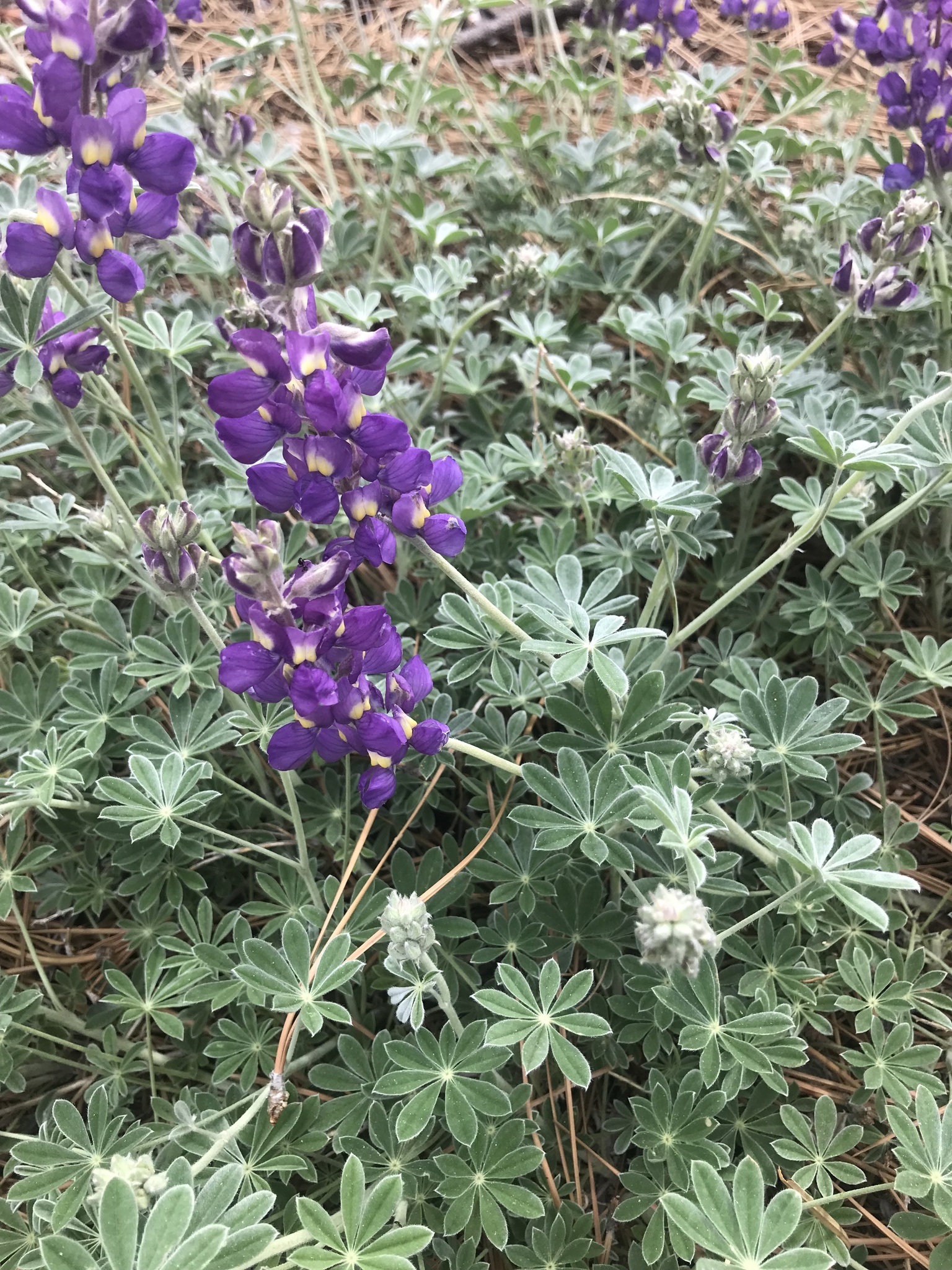 Lupinus grayi