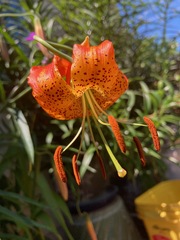 Lilium pardalinum vollmeri