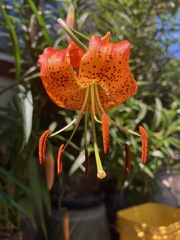 Lilium pardalinum vollmeri