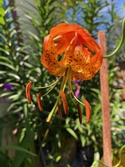Lilium pardalinum vollmeri